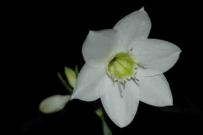 Eucharis Lily