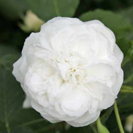 Signification symbolique de la rose blanche