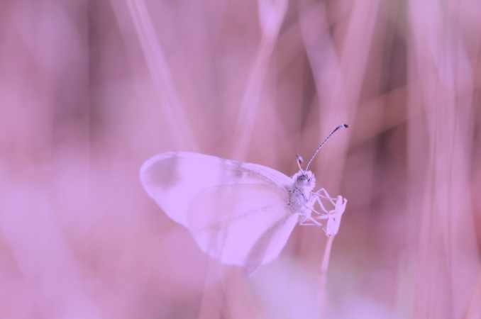 Photo de papillon blanc sur l'herbe