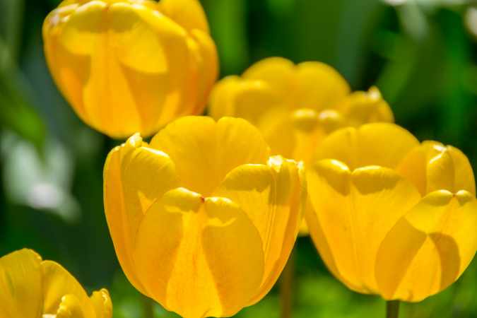 tulipes à fleurs jaunes