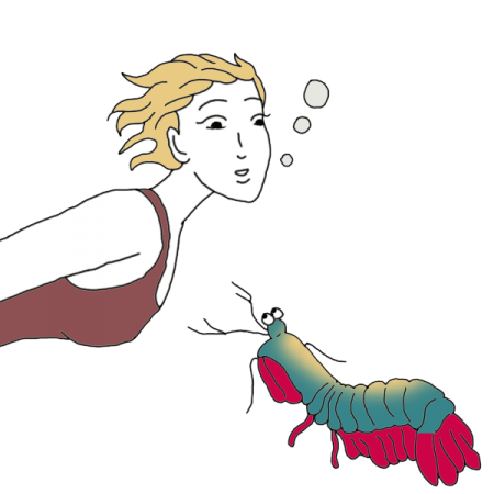 Mantis-Shrimp
